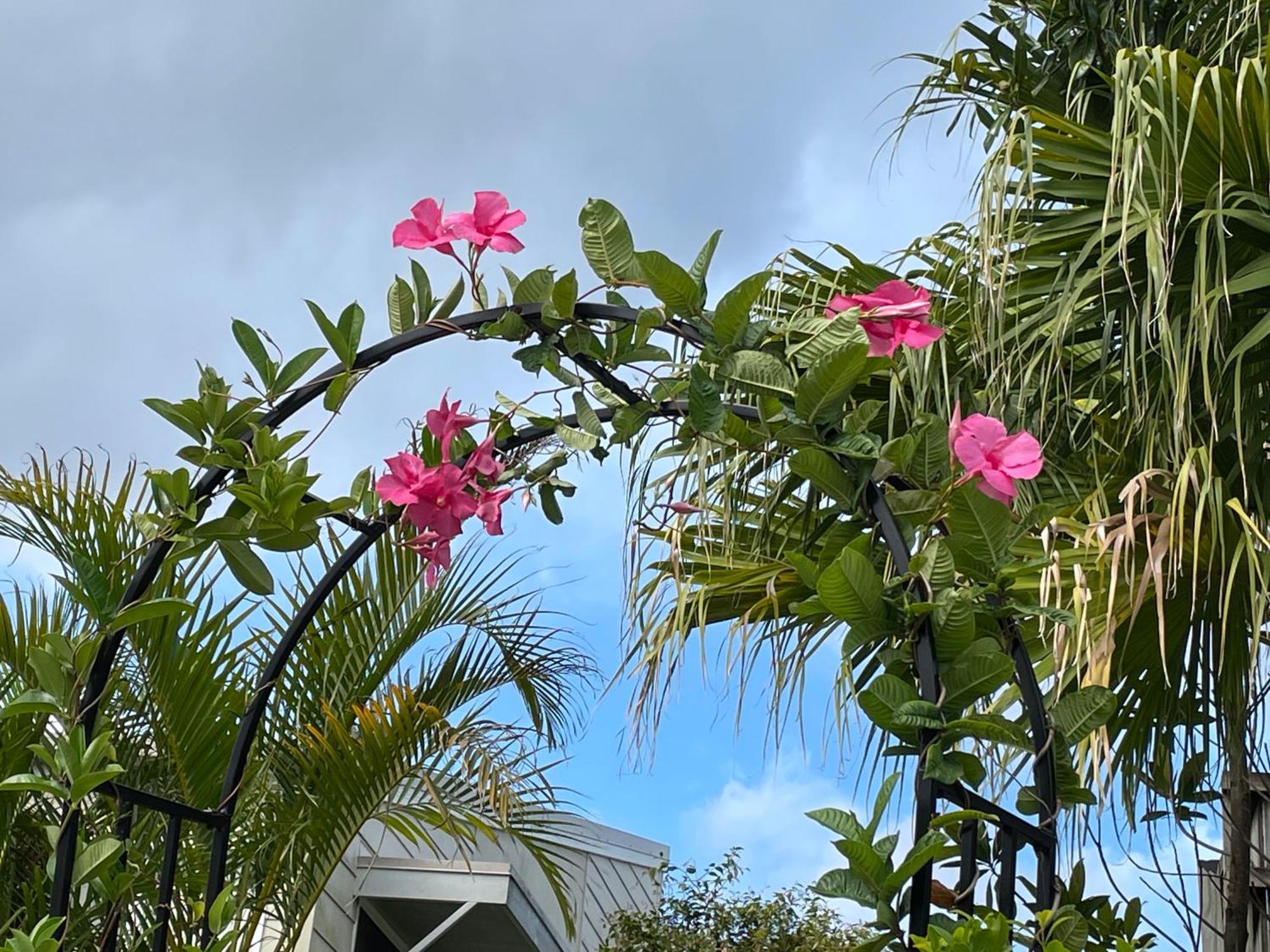 Theme Parks Amituofo Homestay Gold Coast Eksteriør billede